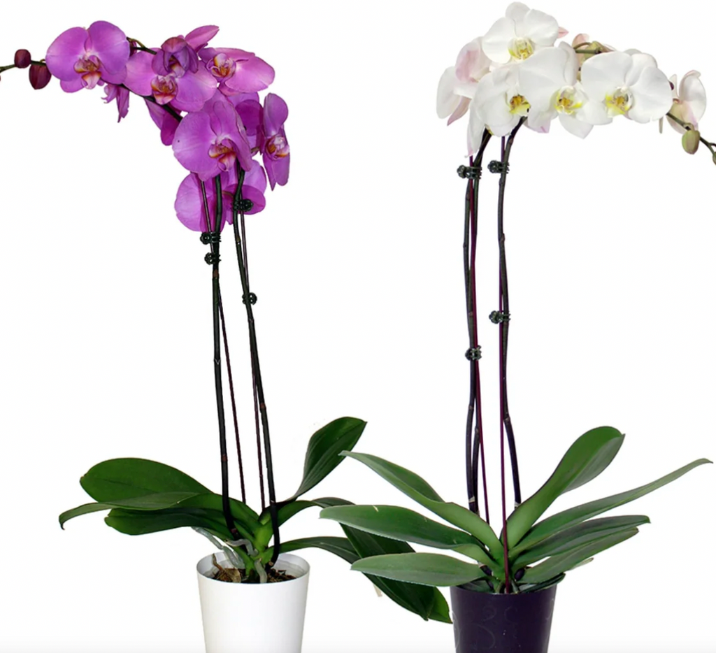 Pink and white Phalaenopsis orchids in bloom