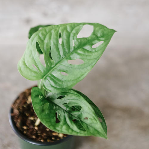 Monstera adansonii with holey leaves in a small pot