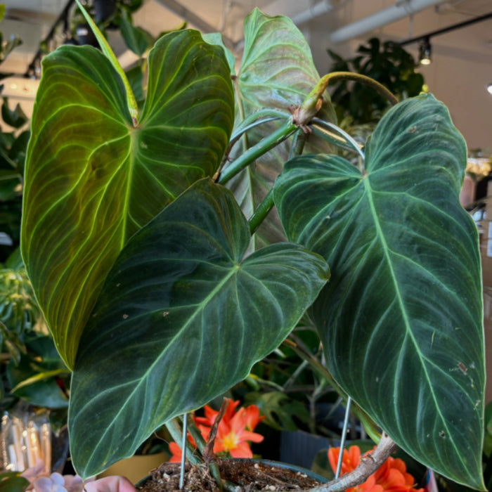 Philodendron Verrucosum x Melanochrysum