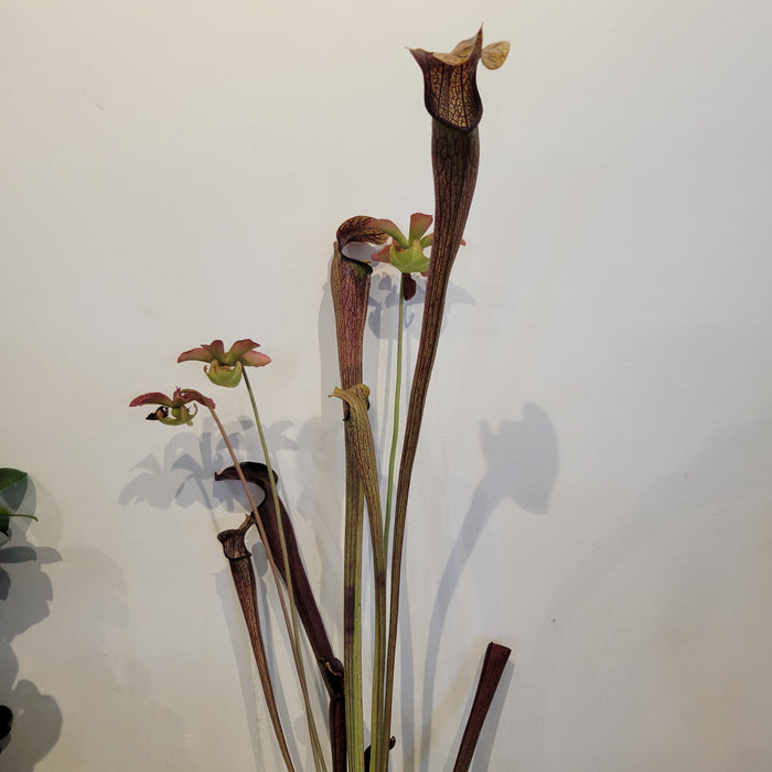 Sarracenia Rubra 'Long Lid'