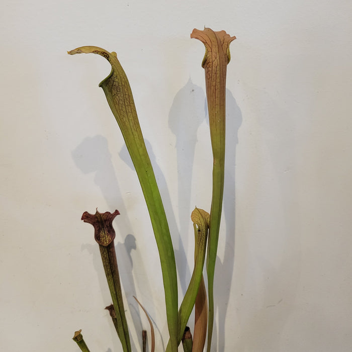 Sarracenia Alabamensis