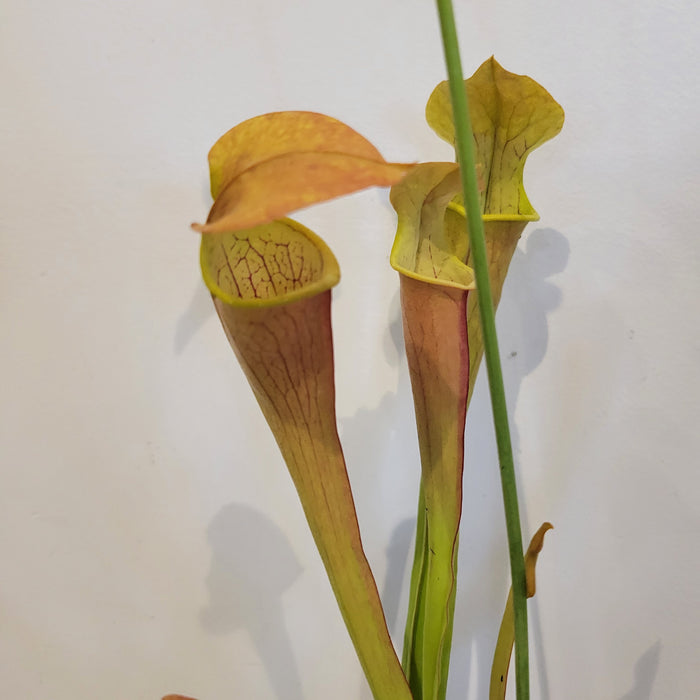 Sarracenia 'Wherryi'