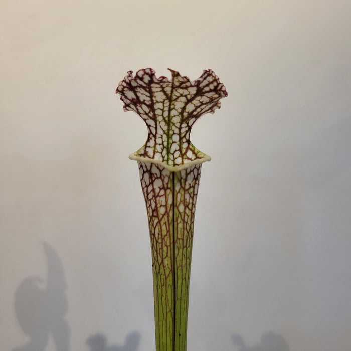 Sarracenia Leucophylla