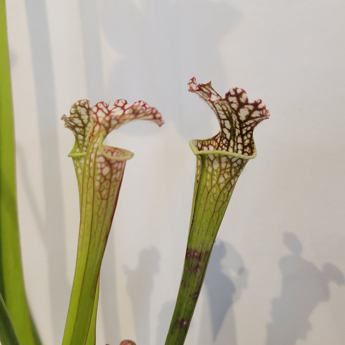 Sarracenia Leucophylla