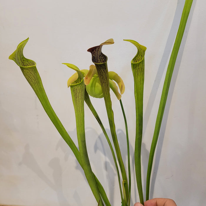 Sarracenia Alata