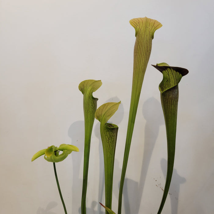 Sarracenia 'Red Tube'