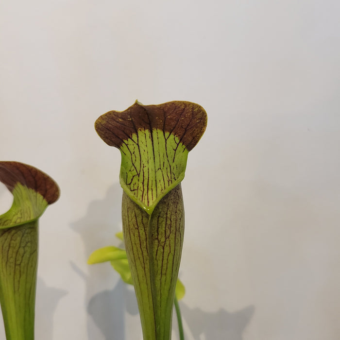 Sarracenia 'Red Tube'