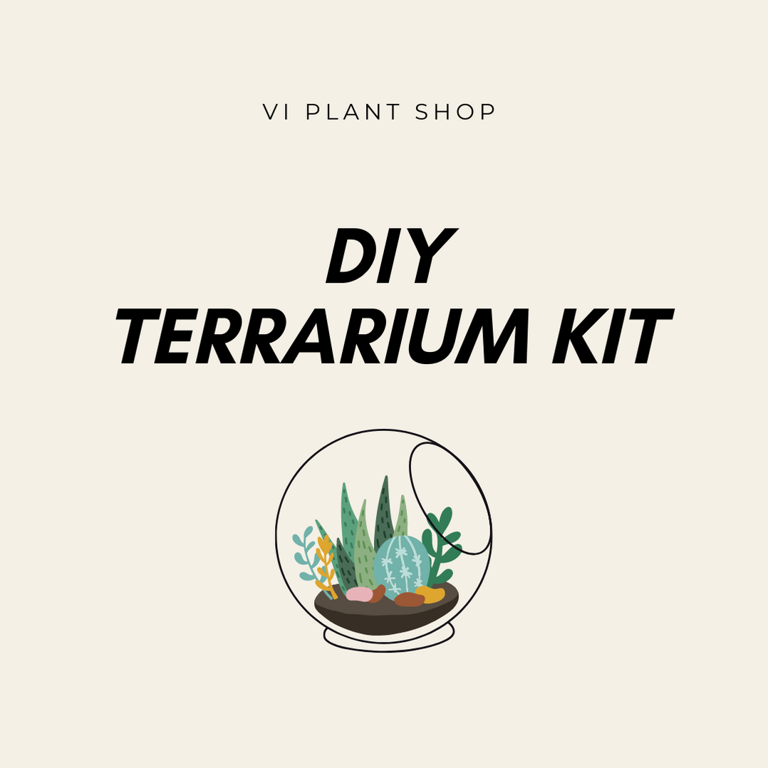 DIY Terrarium Kit VI Plant Shop