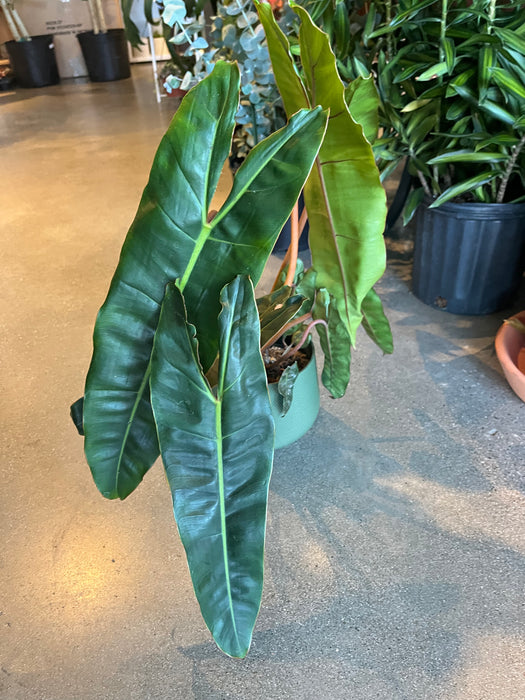 Philodendron Billietiae