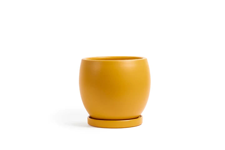 Mustard Bollé Pot with Water Saucer