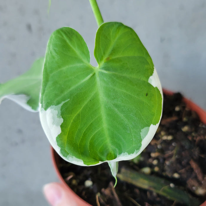 mickey mouse philodendron Alocasia Mickey Mouse – VI Plant Shop