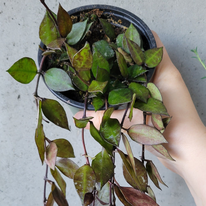 Hoya Krohniana 'Black'