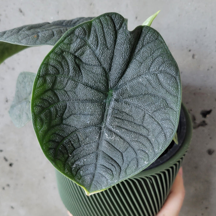 Alocasia Melo