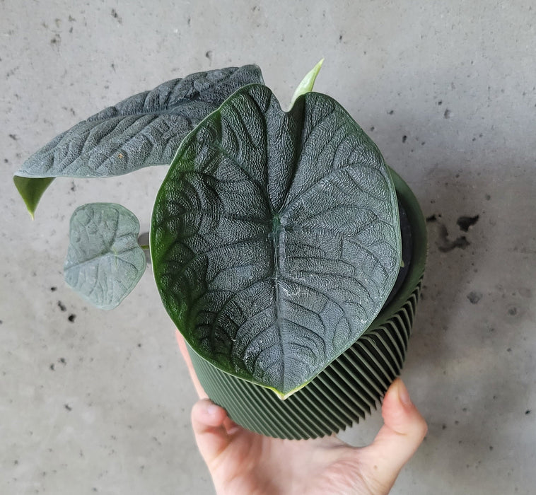 Alocasia Melo