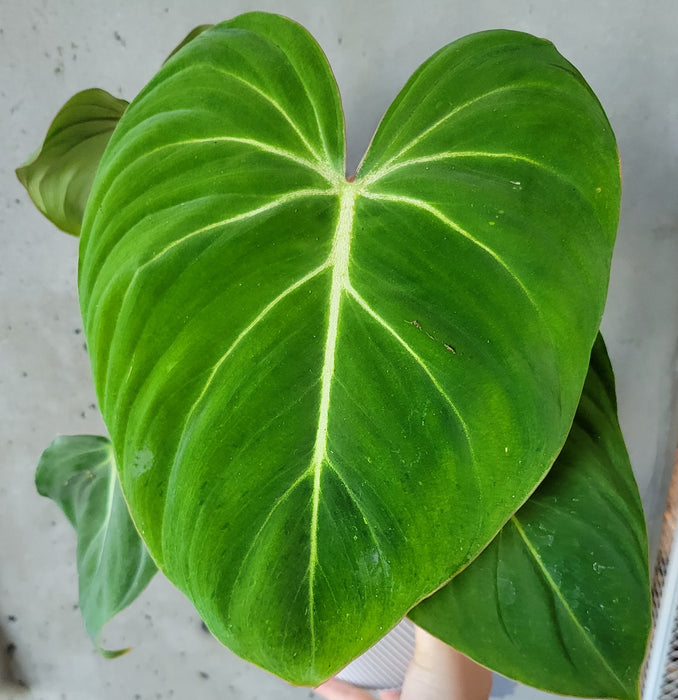 Philodendron Gloriosum