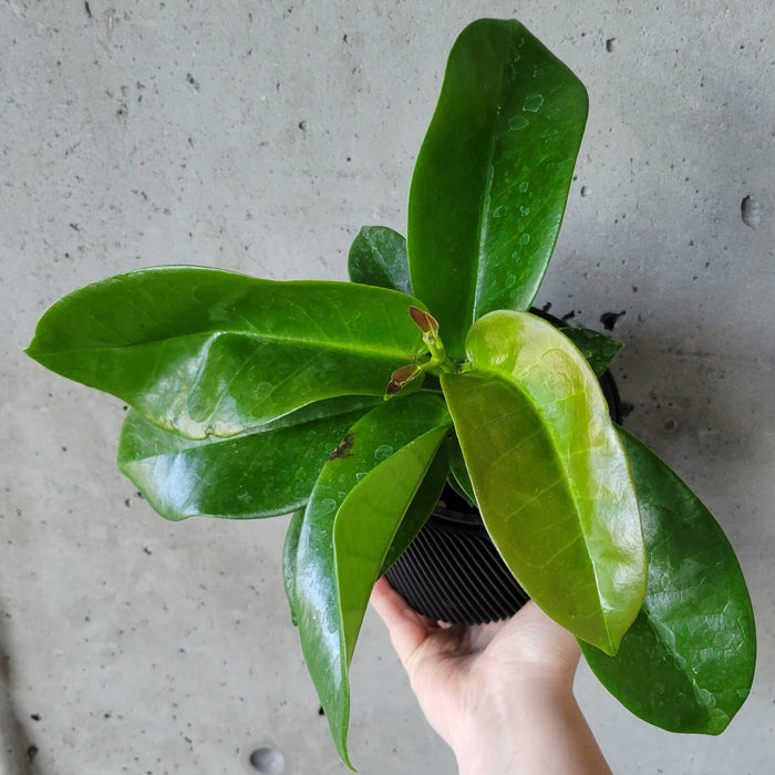 Hoya Skinneriana