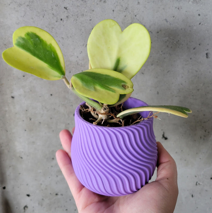 Hoya Kerrii Variegated