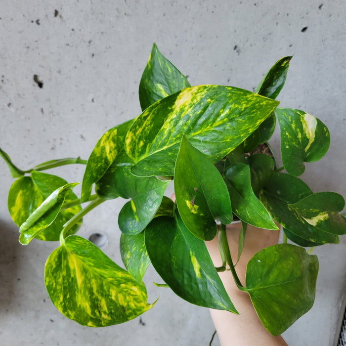 Pothos Hawaiian