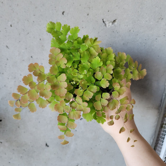 Pink Maidenhair Fern