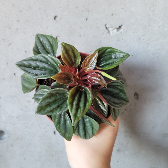 Peperomia Brasilia