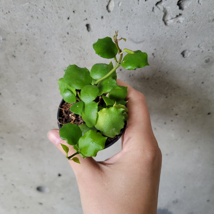 Hoya Endauensis