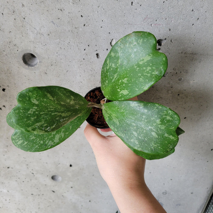 Hoya Kerrii 'Silver Splash'