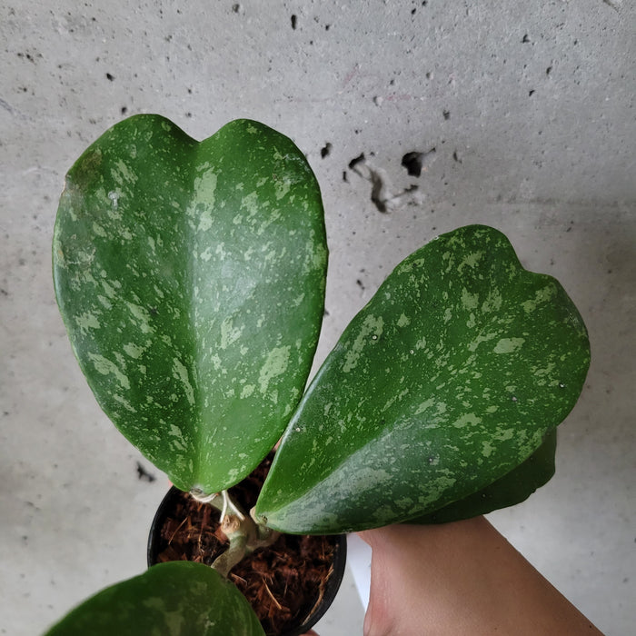 Hoya Kerrii 'Silver Splash'