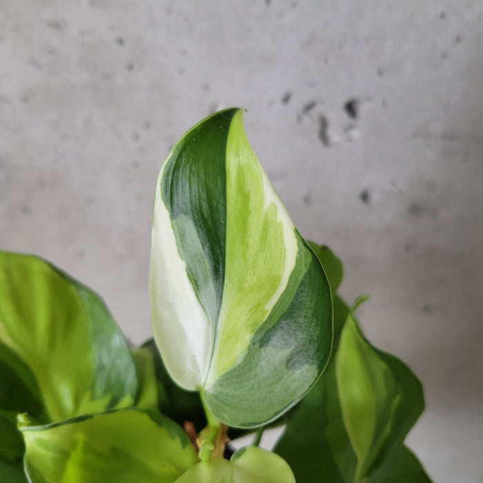 Philodendron 'Cream Splash'