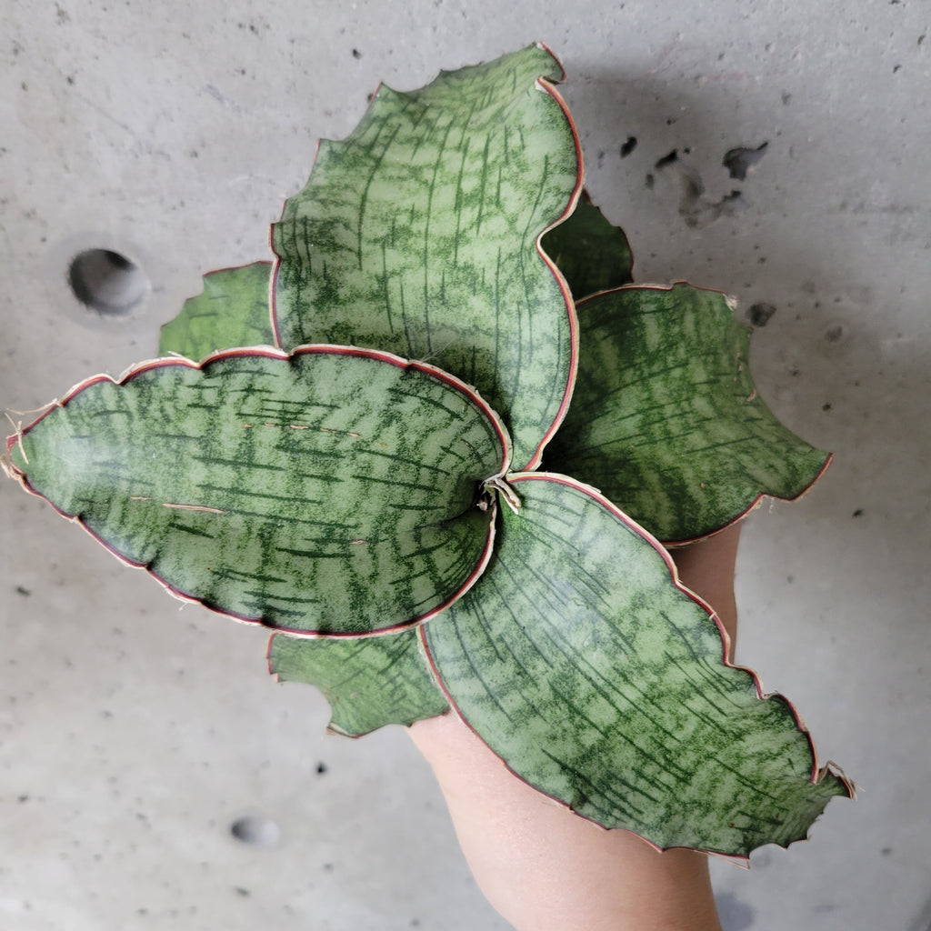 pathfinder plant snake Snake Plant 'Cleopatra' – VI Plant Shop