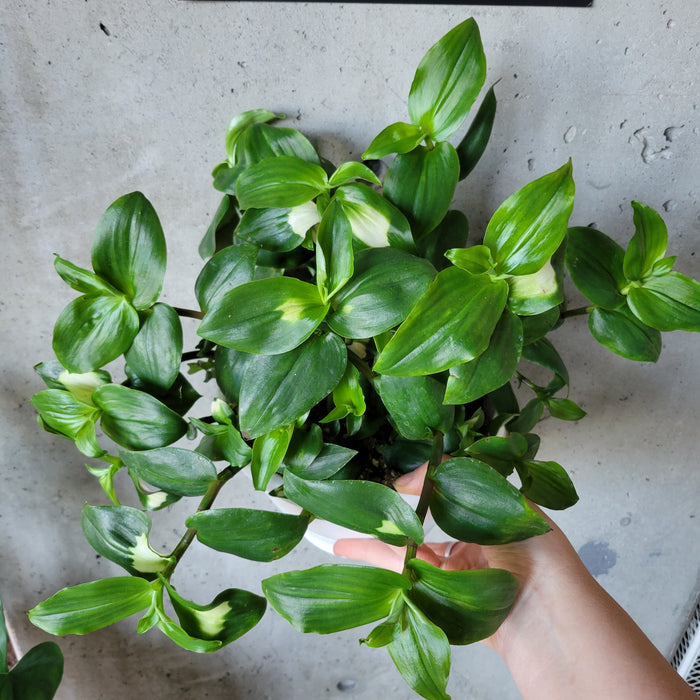 Tradescantia Blushing Bride