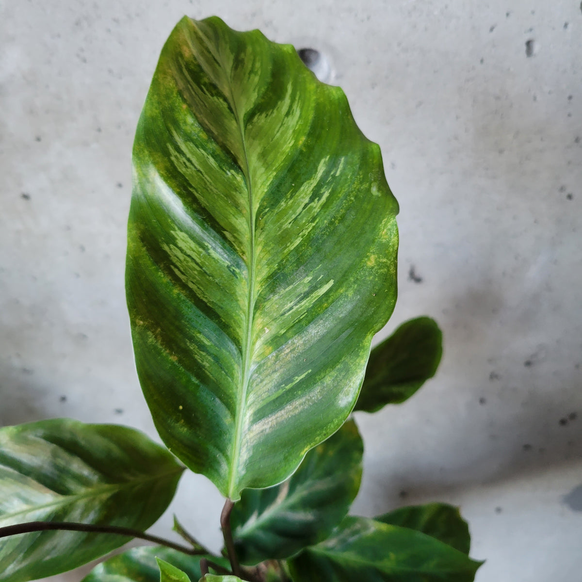 Calathea Louisae – VI Plant Shop
