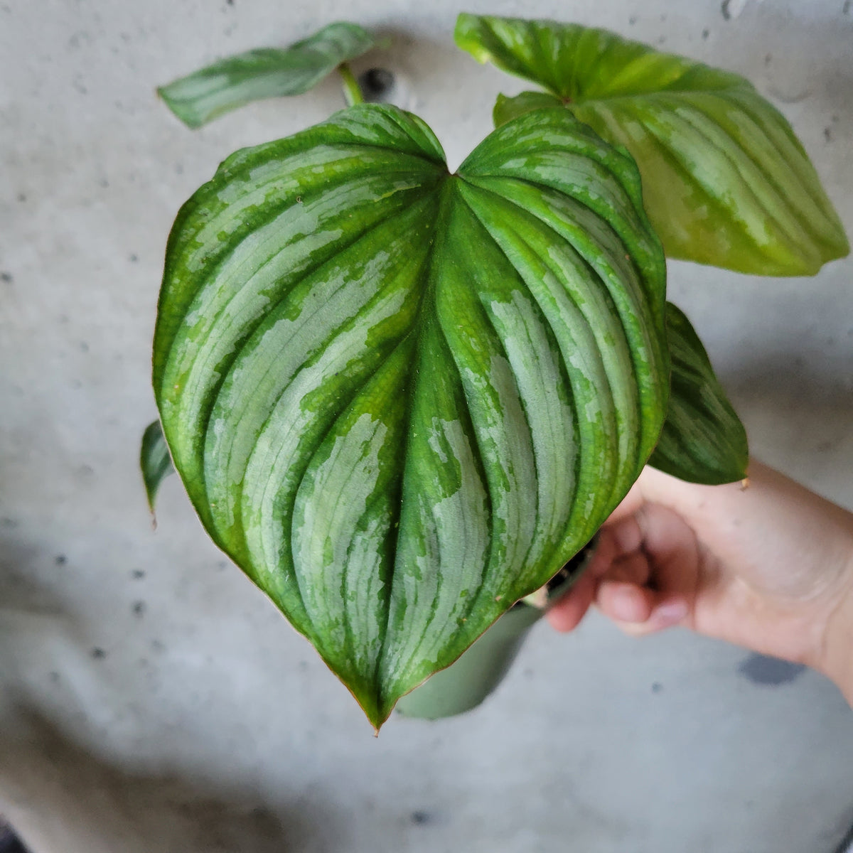 philodendron silver cloud vs mamei Philodendron Silver Cloud – VI Plant Shop