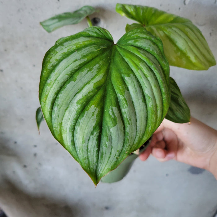 philodendron silver cloud mamei Philodendron Silver Cloud – VI Plant Shop