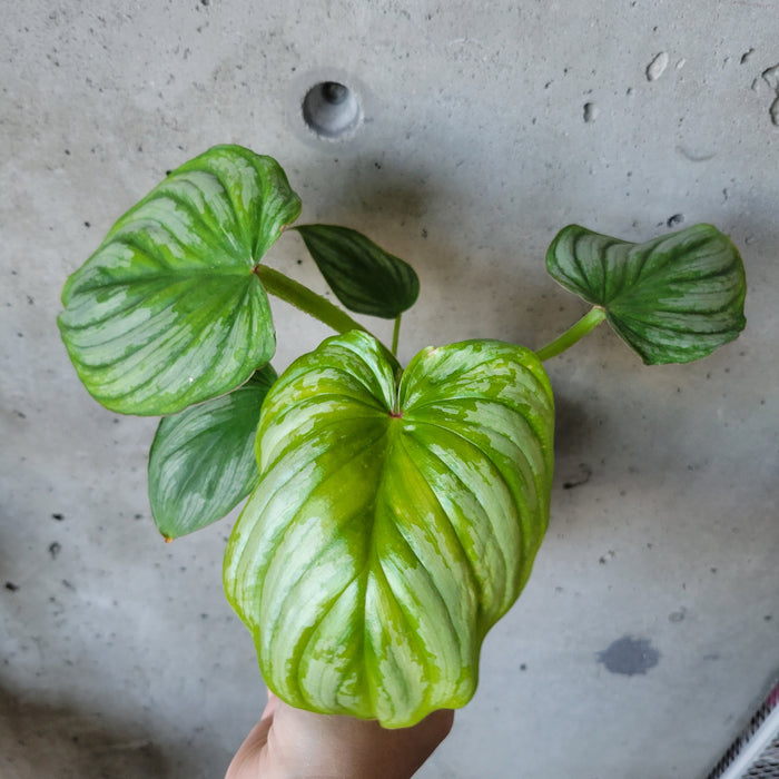 philodendron plowmanii silver cloud Philodendron Silver Cloud – VI Plant Shop