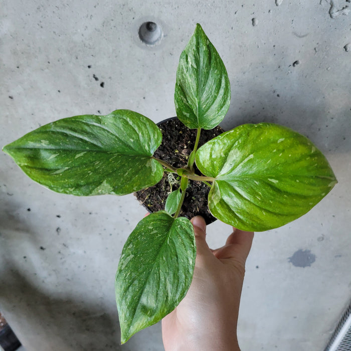 Homalomena Rubescens 'Variegata'