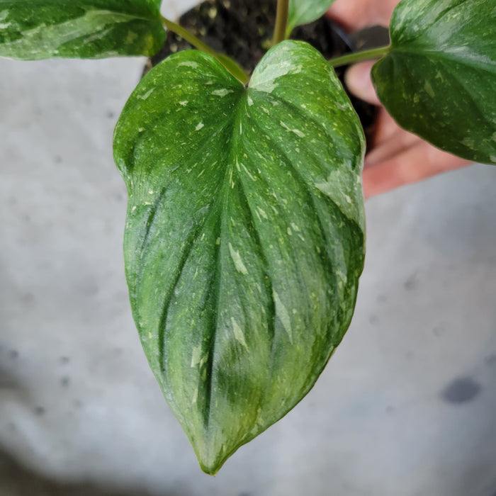 Homalomena Rubescens 'Variegata'