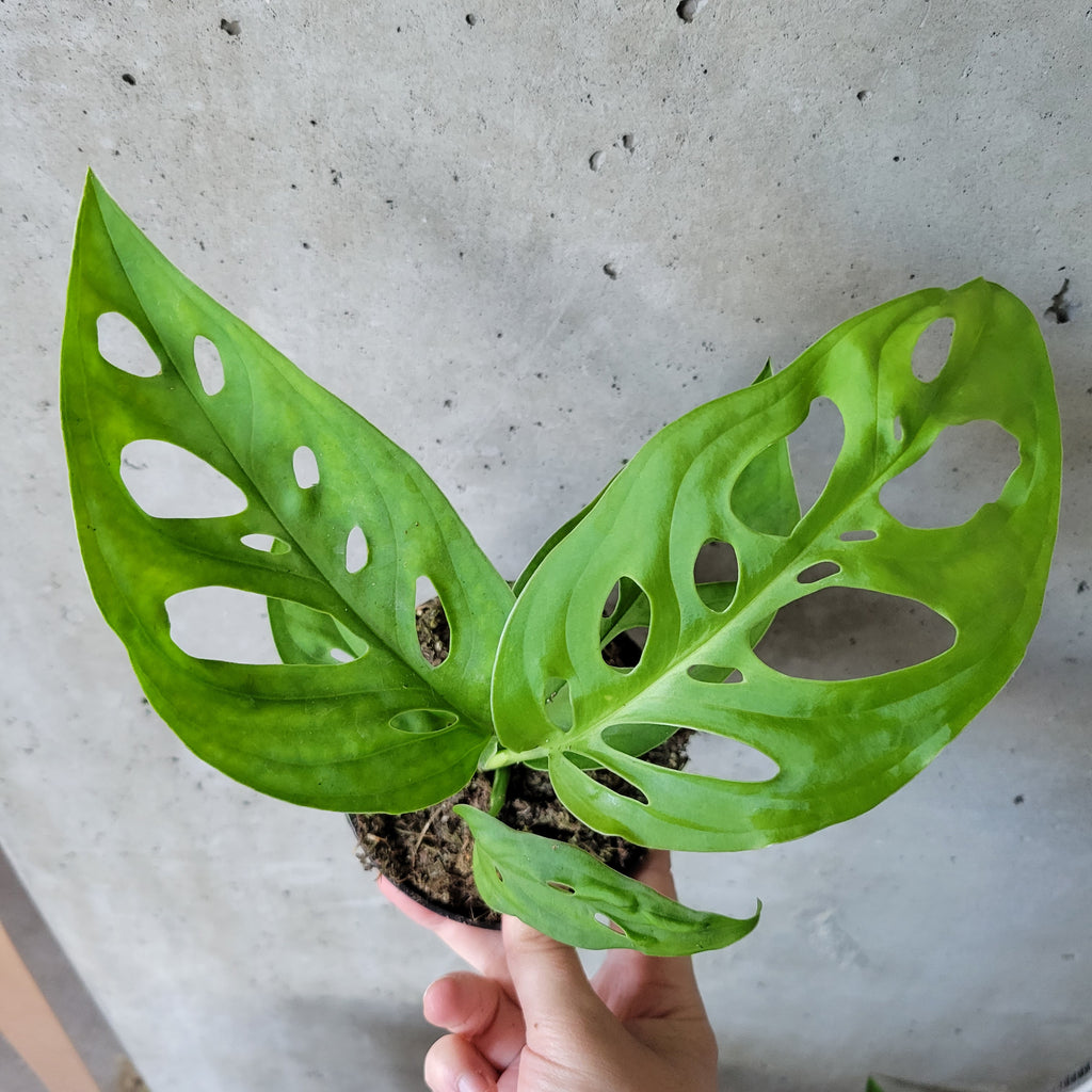 Monstera 'Esqueleto' – VI Plant Shop