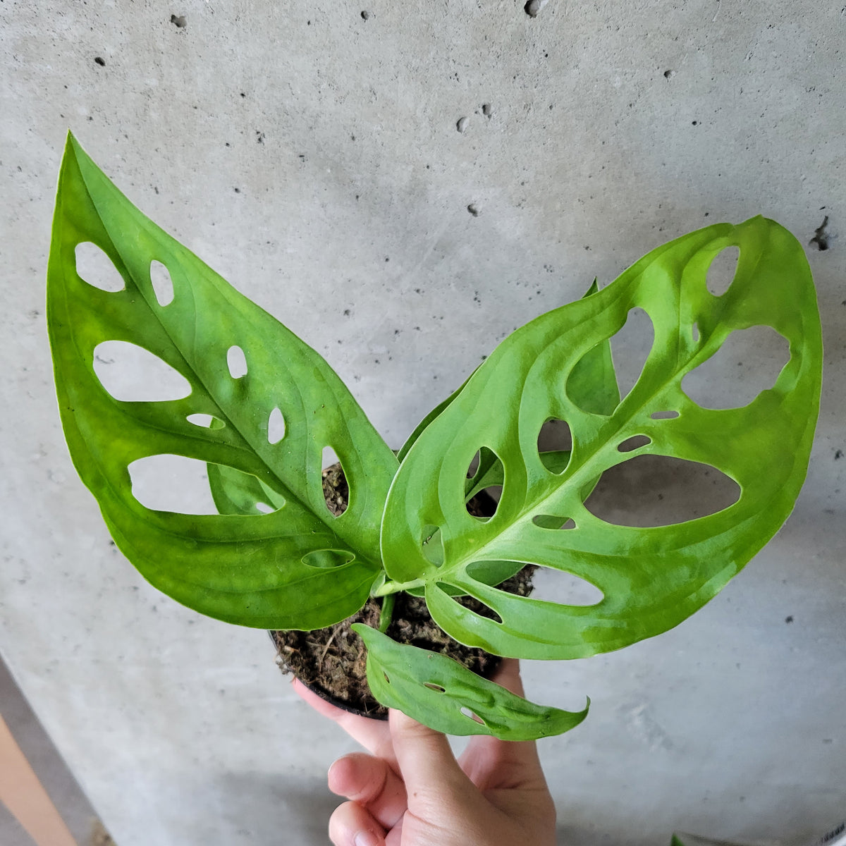 monstera esqueleto moss pole Monstera 'Esqueleto' – VI Plant Shop