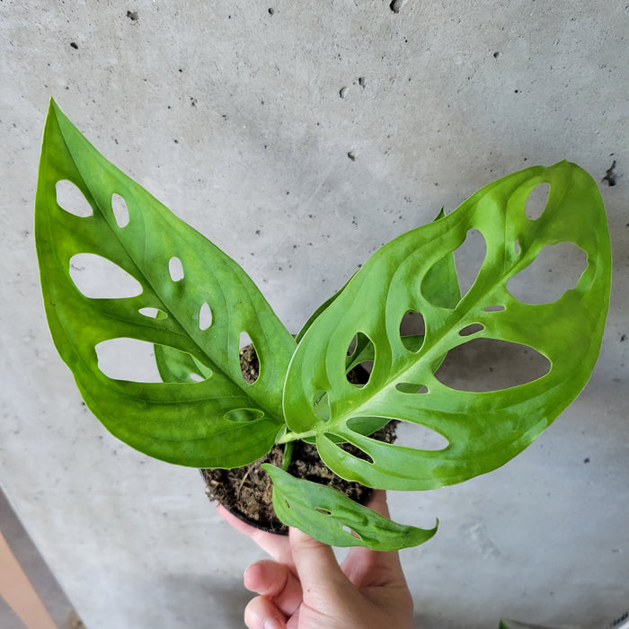 monstera adansonii esqueleto Monstera 'Esqueleto' – VI Plant Shop