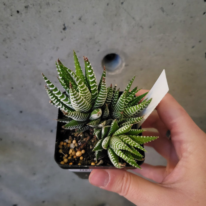 Haworthia Fasciata