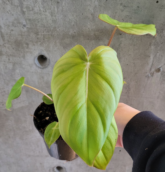 Philodendron Pastazanum