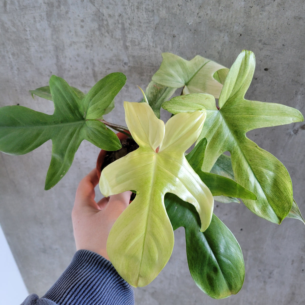 ghost philodendron Philodendron Florida Ghost – VI Plant Shop