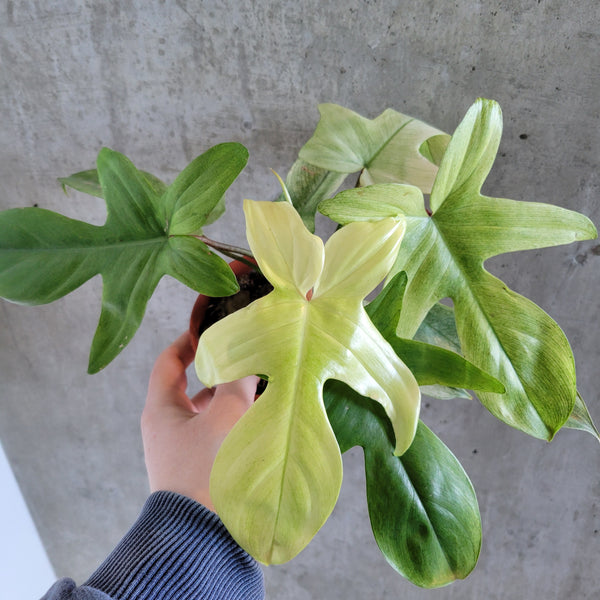 Philodendron Florida Ghost – VI Plant Shop