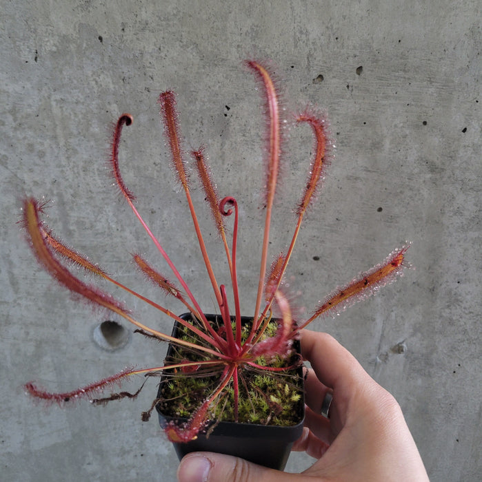 Cape Sundew 'Red'