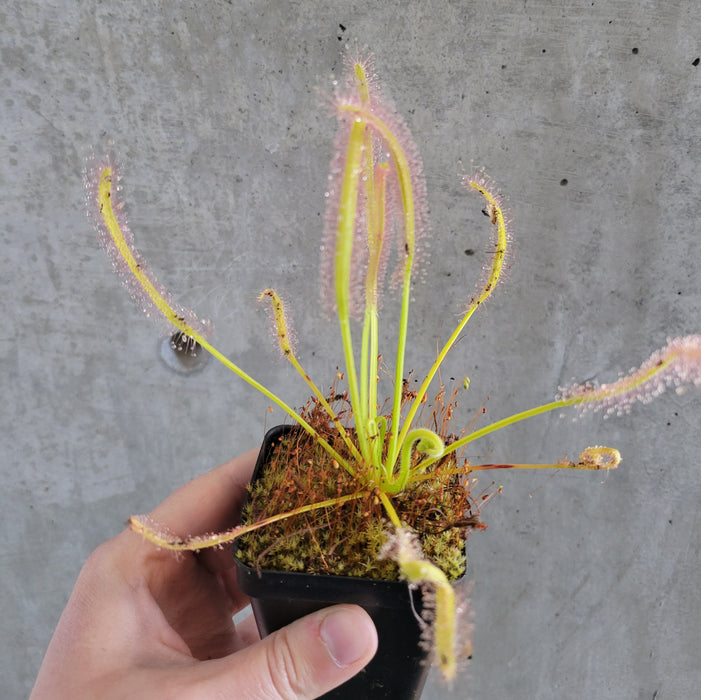 Cape Sundew Alba