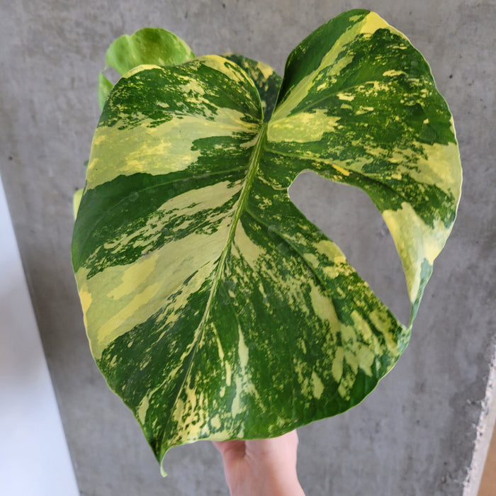 can monstera aurea revert Monstera Aurea – VI Plant Shop
