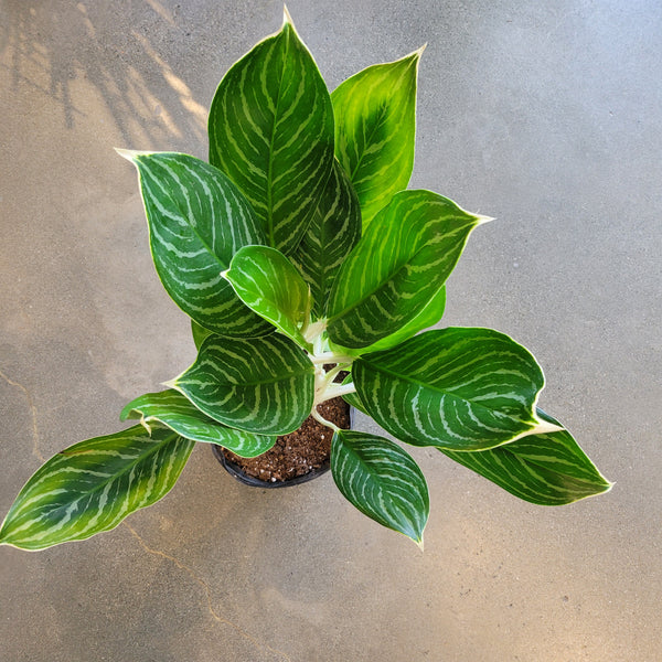 aglaonema nega Aglaonema Snow Cap – VI Plant Shop