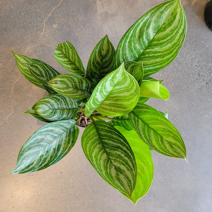 Aglaonema Stripes