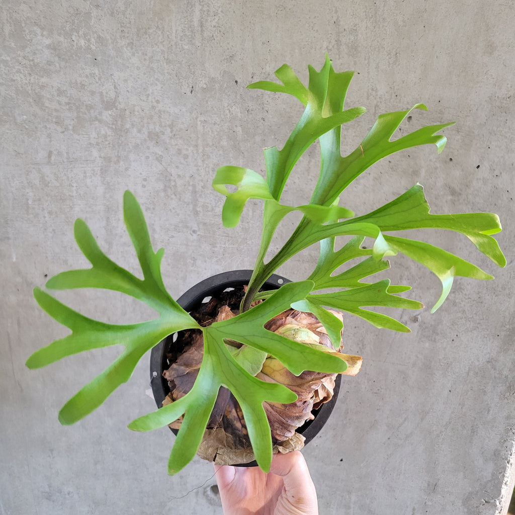 20240521_142954_1024x1024.jpg?