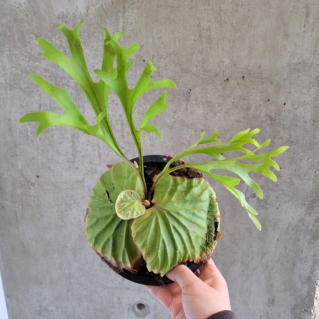 ビカクシダ　ridleyi（wide fronds&rugose shield Platycerium ridleyi (wide fronds & rugose shield) sporeling